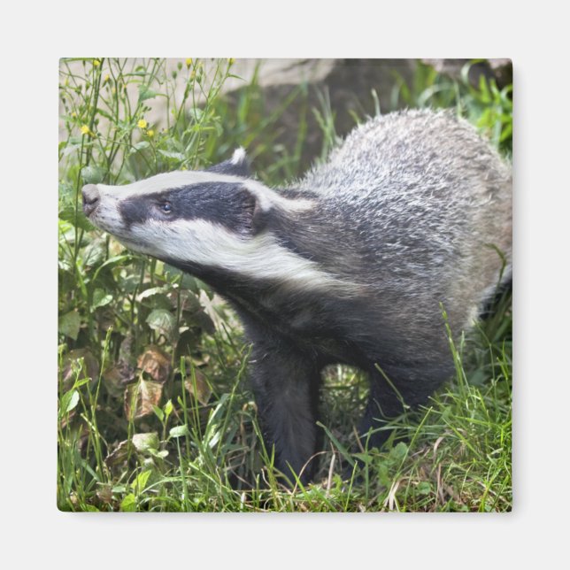 Imán Young Badger Magnet (Frente)