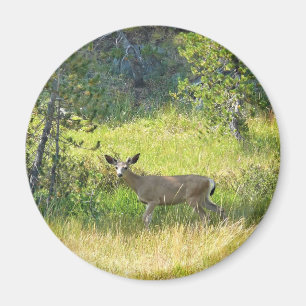 Imán Young Buck in Yosemite, CA
