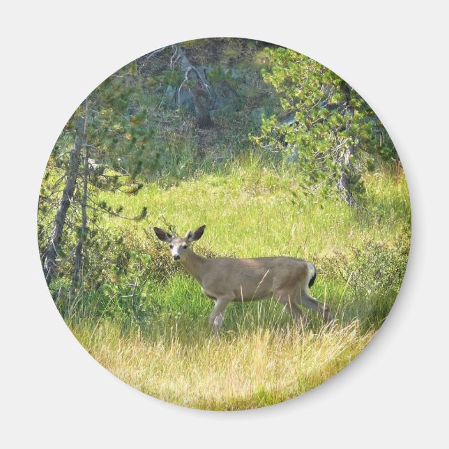 Imán Young Buck in Yosemite, CA (Frente)