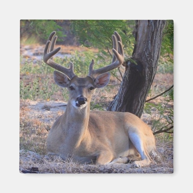 Imán Young Buck Magnet (Frente)