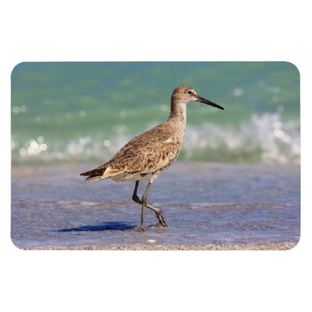 Imán Young Curlew Shorebird en Florida Beach Magnet (Horizontal)