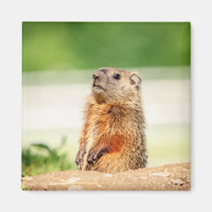 Imán Young Groundhog