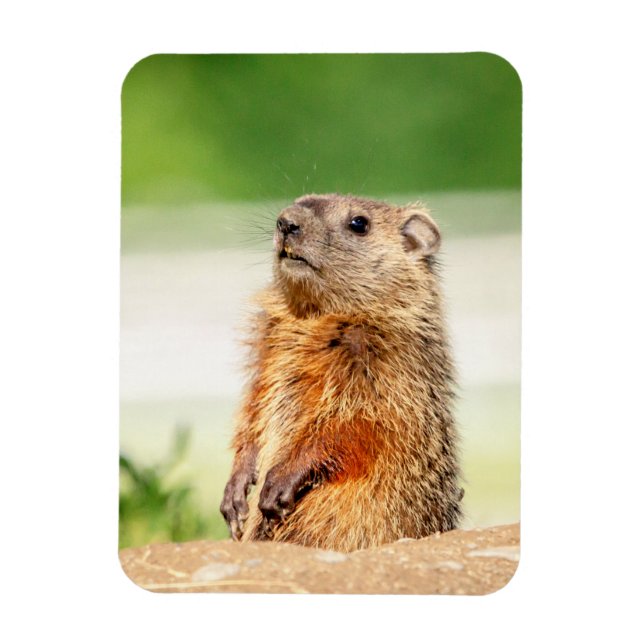 Imán Young Groundhog (Vertical)
