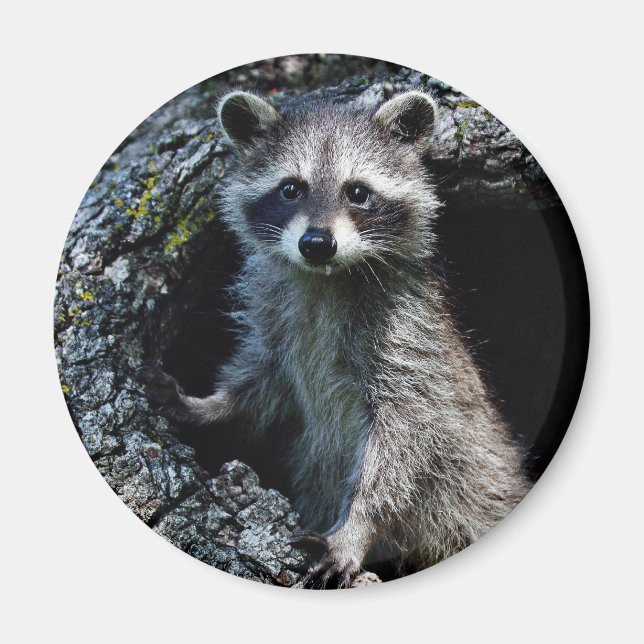Imán Young Raccoon (Frente)