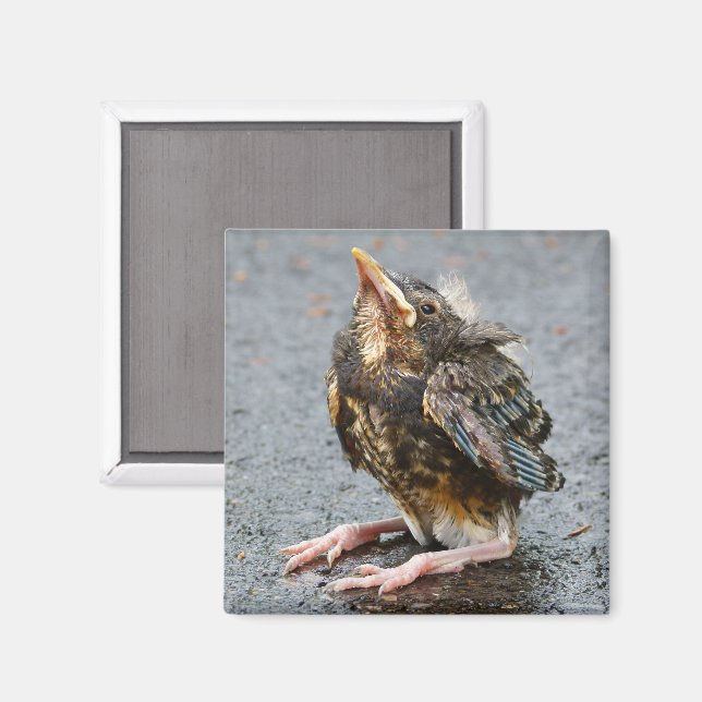 Imán Young Robin Magnet (Anverso/Reverso)