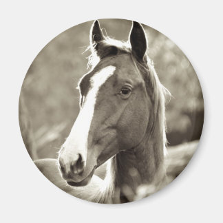 Imán Young Stallion