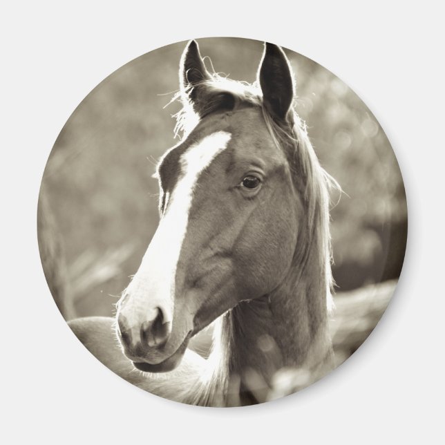 Imán Young Stallion (Frente)