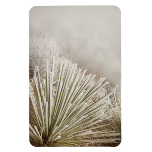 Imán Yucca cubierta de escarcha en invierno