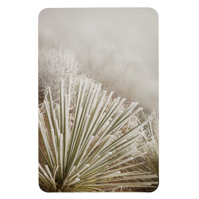Imán Yucca cubierta de escarcha en invierno (Vertical)