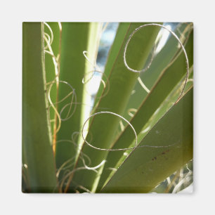 Imán Yucca deja fotografía verde de la naturaleza