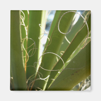 Imán Yucca deja fotografía verde de la naturaleza
