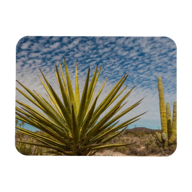 Imán Yucca En El Desierto, México (Horizontal)