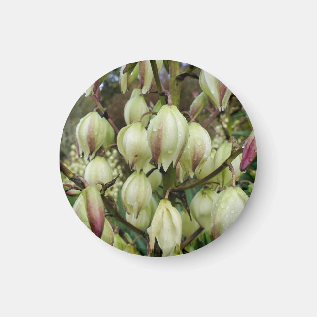 Imán Yucca Plant Magnet (Frente)