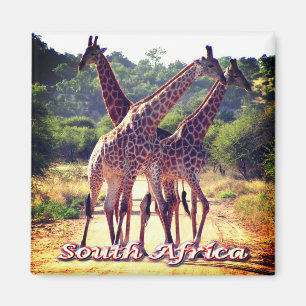 Imán ZA - Sudáfrica - jirafas
