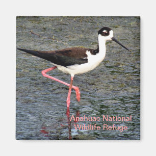 Imán Zanco Negro-Necked
