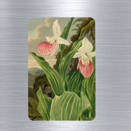 Imán Zapatilla de Dama Vintage Orquídea Botánica