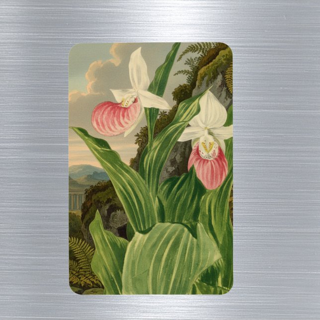 Imán Zapatilla de Dama Vintage Orquídea Botánica (Subido por el creador)