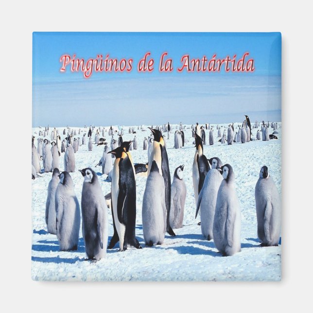 Imán zAR026 - PENGUINOS de ANTARTICA, Argentina,Fridge (Frente)