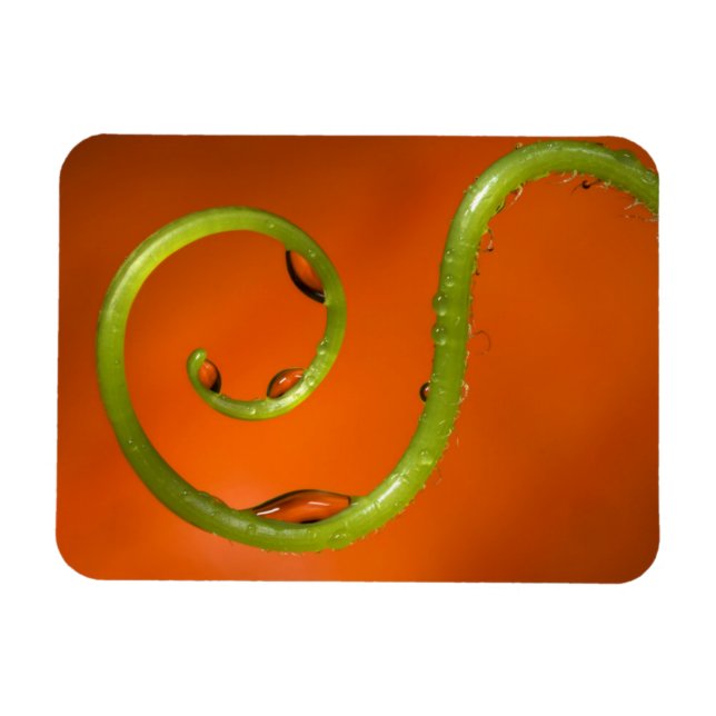 Imán Zarcillo de vid con agua, California (Horizontal)