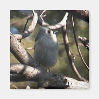 Imán zazz de carpetas 1 012