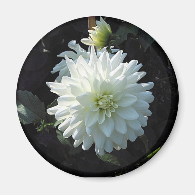 Imán zazzle_white_flower (Frente)