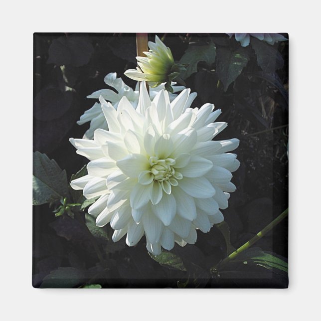 Imán zazzle_white_flower (Frente)