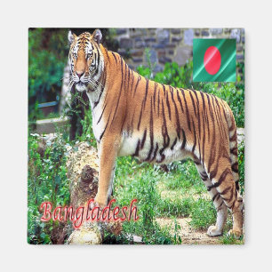 Imán zBD006 El tigre de Bengala real, Bangladesh, Asia,