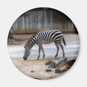 Imán Zebra