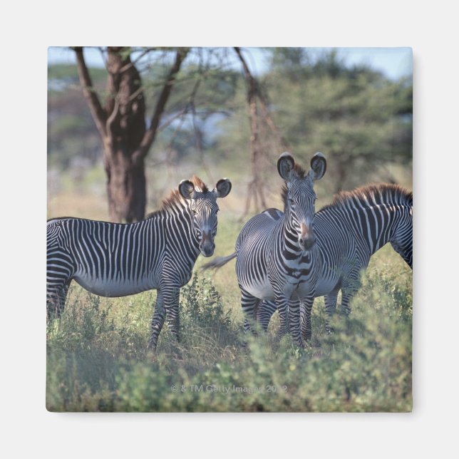 Imán Zebra 2 (Frente)