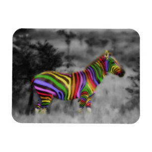 Imán Zebra arcoiris