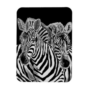 Imán Zebra Couple Magnet