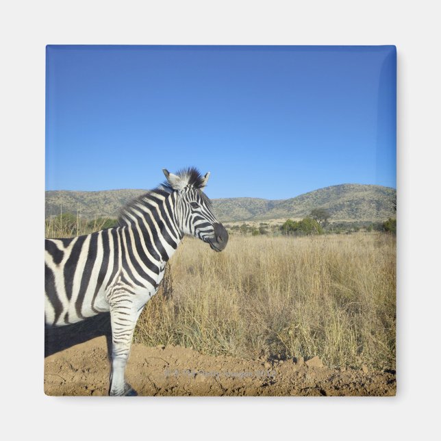 Imán Zebra en llanura abierta, Parque Nacional Pilansbe (Frente)
