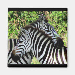 Imán zebra esnuggs