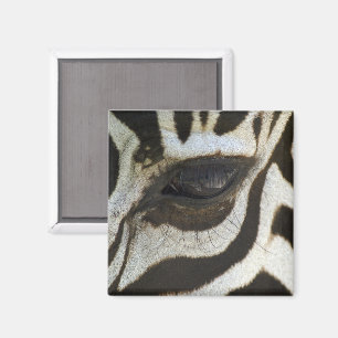 Imán Zebra Eye Magnet