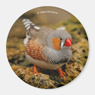Imán Zebra Finch on the Rocks