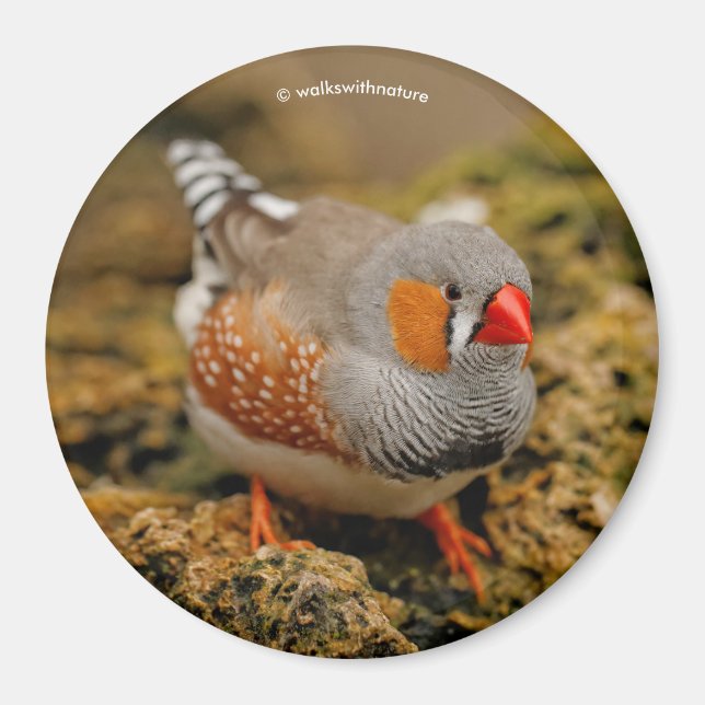 Imán Zebra Finch on the Rocks (Frente)