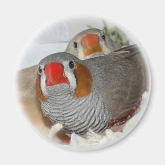 Imán Zebra Finch Pair Magnet