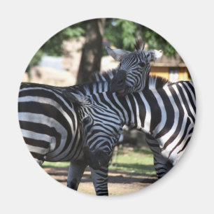 Imán Zebra Friends Magnet