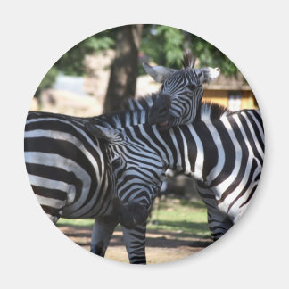 Imán Zebra Friends Magnet