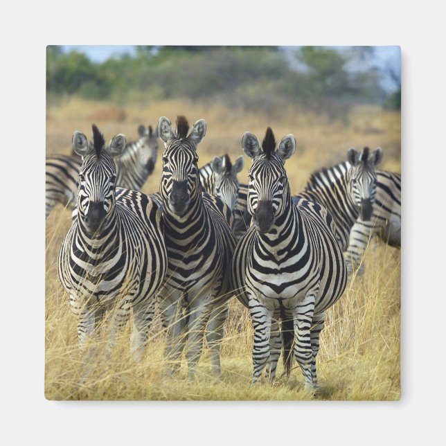 Imán Zebra Herd (Frente)