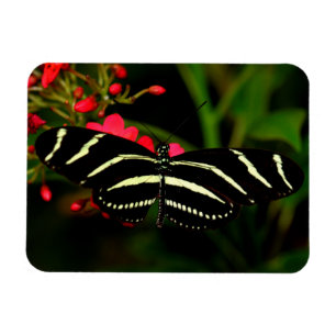 Imán Zebra Long-Wing en flores