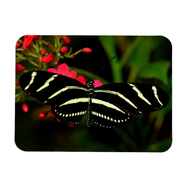 Imán Zebra Long-Wing en flores (Horizontal)