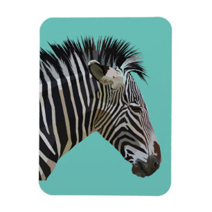 IMÁN ZEBRA MAGNET
