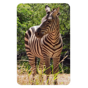 Imán Zebra Photo Magnet