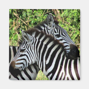 Imán zebra snuggle