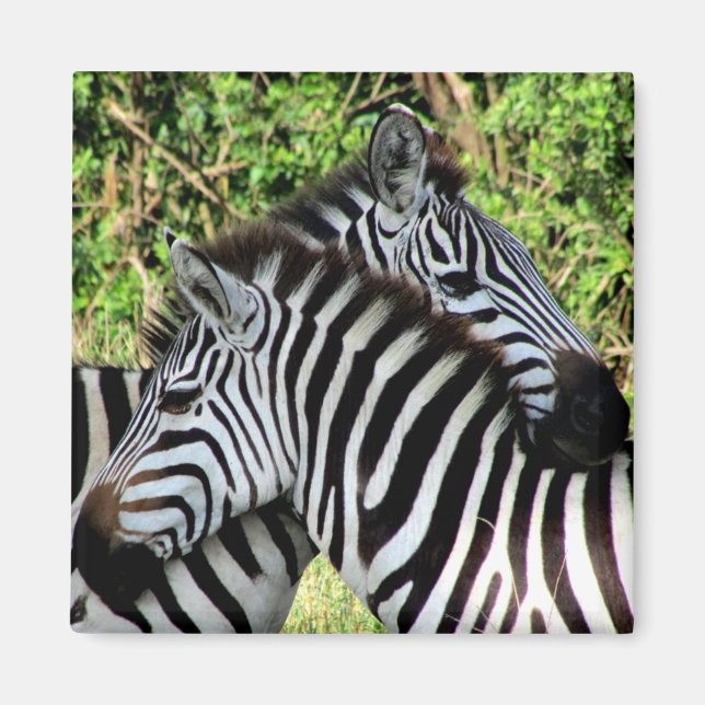 Imán zebra snuggle (Frente)