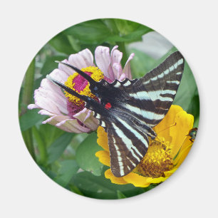 Imán Zebra Swallowtail + escarabajo japonés