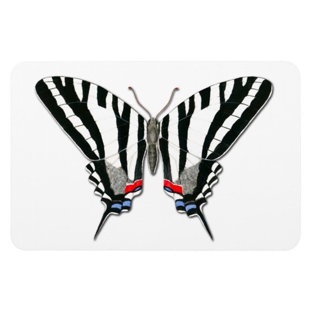 Imán Zebra Swallowtail Mariposa Flexi Magnet (Horizontal)