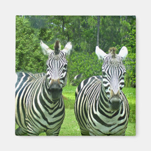 Imán Zebra Zen: La belleza de la vida silvestre en movi