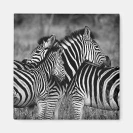 Imán Zebras